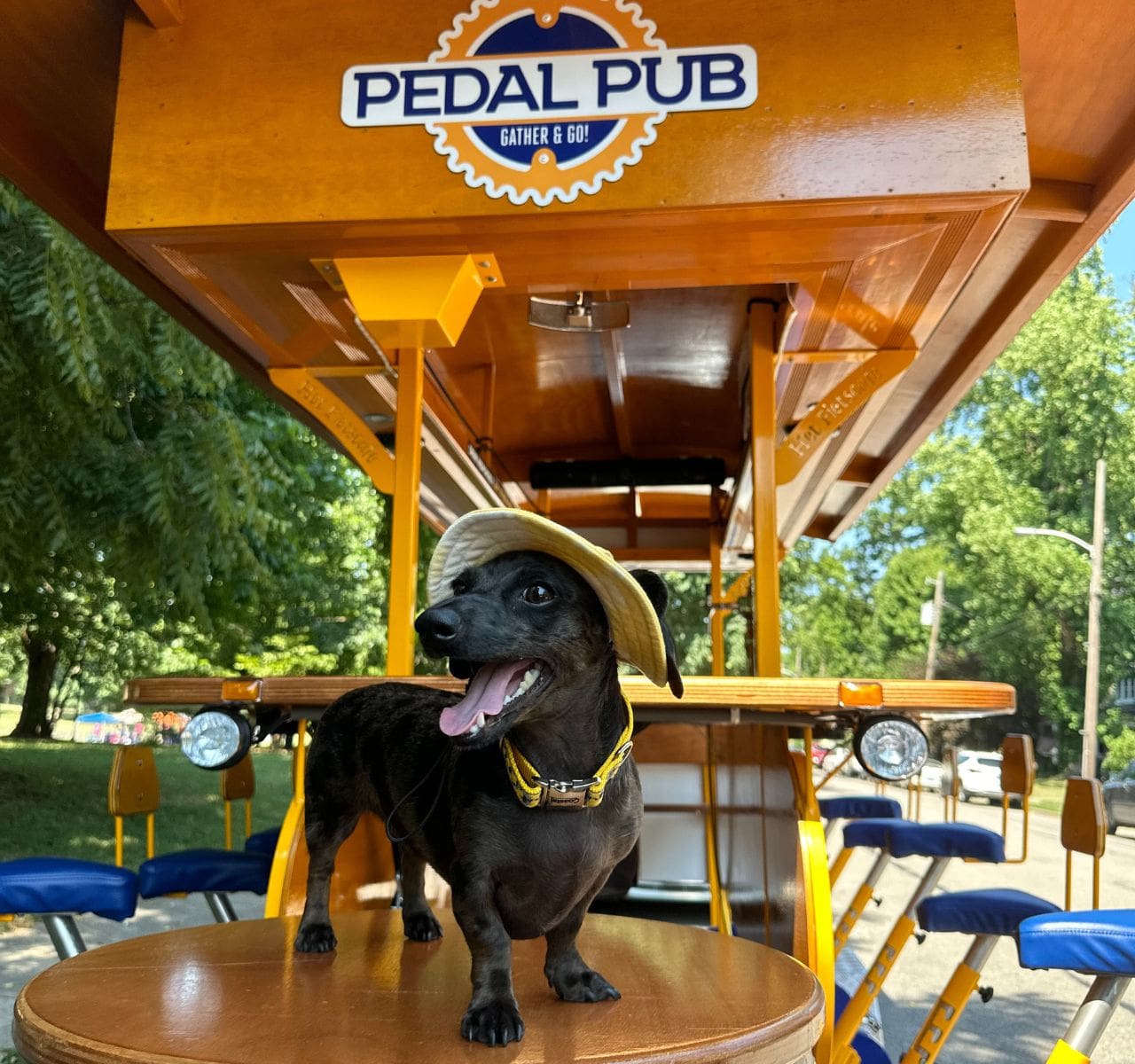 dog on Pedal Pub bike