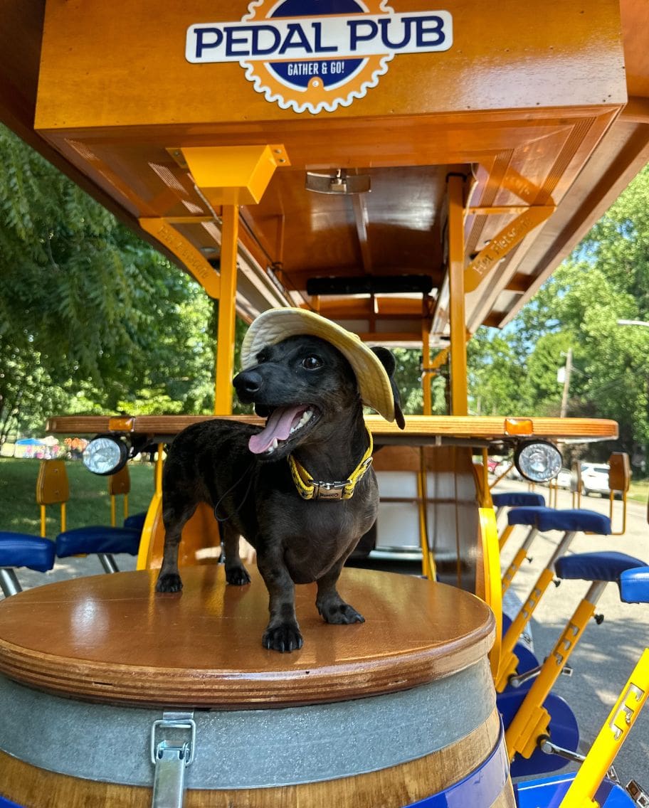 puppy on Pedal Pub bike